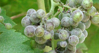 Solution for preventing and treating grape blight