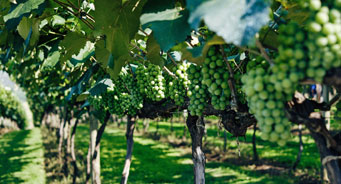 Principles and methods of fertilizing vineyards